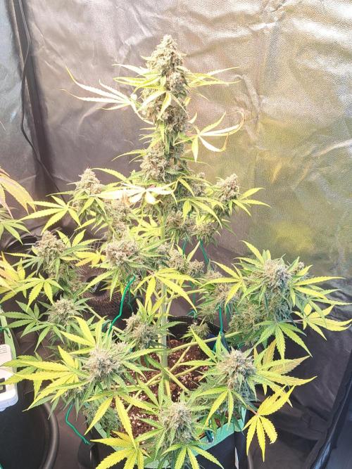 Milky way F1 auto - nebenher. Week 13