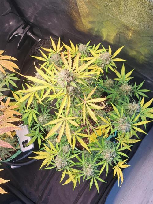 Milky way F1 auto - nebenher. Week 13