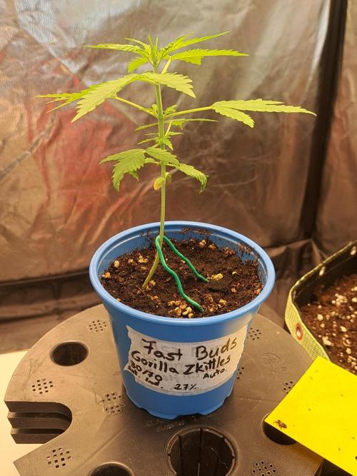 Gorilla Zkittles. Week 3