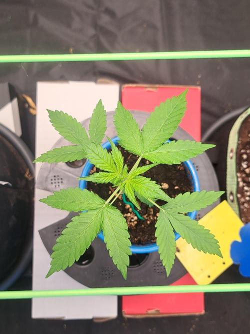 Gorilla Zkittles. Week 3