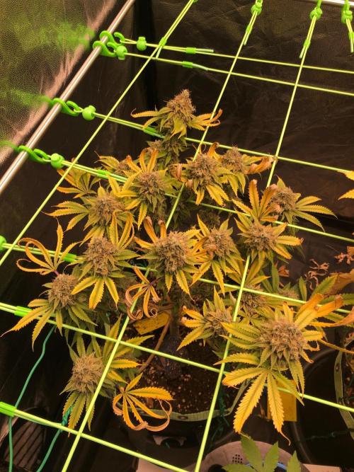 Painkiller XL 1:1. Week 20