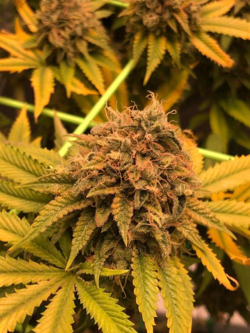 Painkiller XL 1:1. Week 20