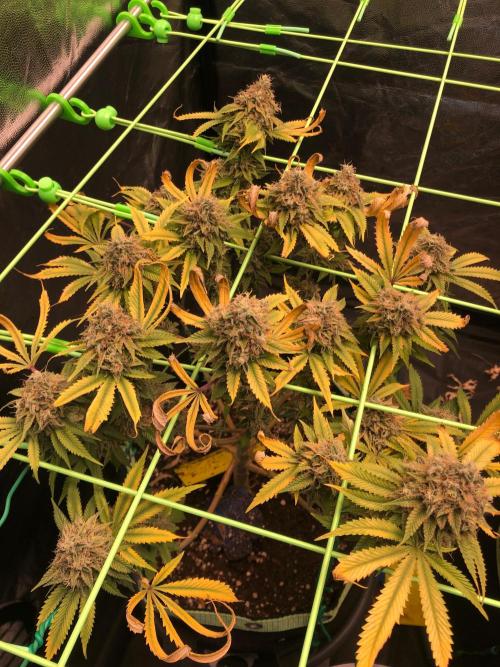 Painkiller XL 1:1. Week 20