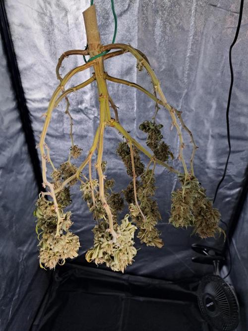 Painkiller XL 1:1. Week 21