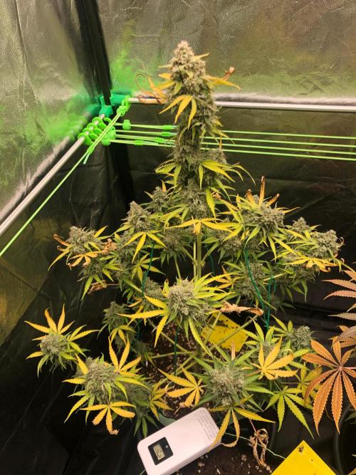 Milky way F1 auto - nebenher. Week 14