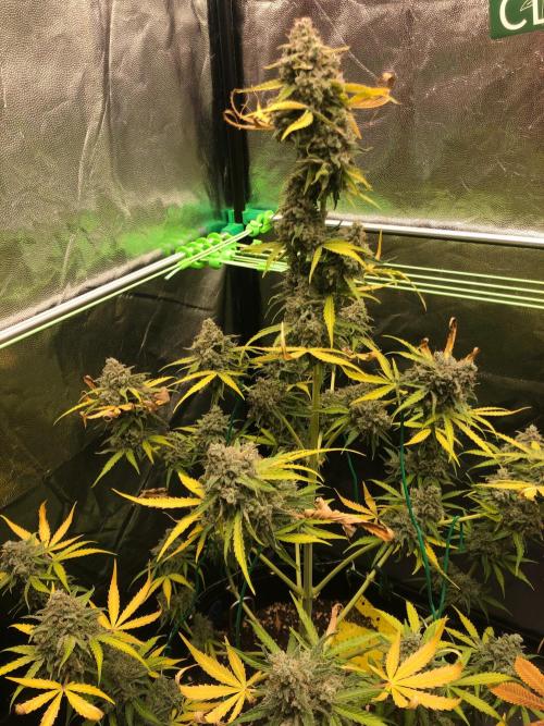 Milky way F1 auto - nebenher. Week 14
