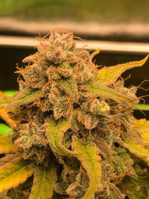 Milky way F1 auto - nebenher. Week 14