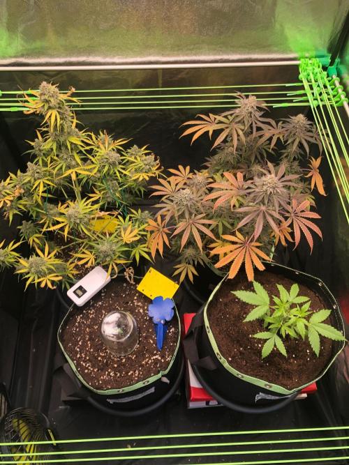 Blackberry Moonrocks. Week 17