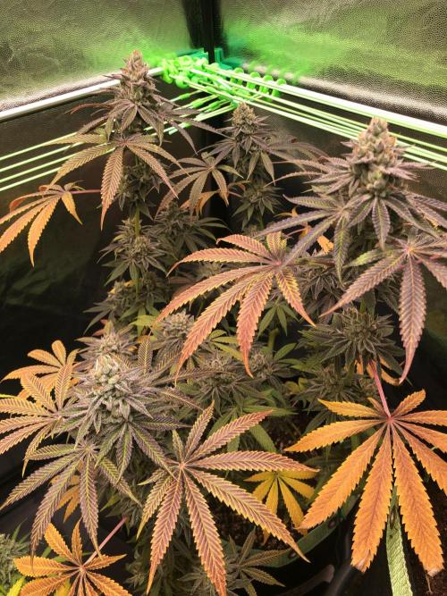 Blackberry Moonrocks. Week 17