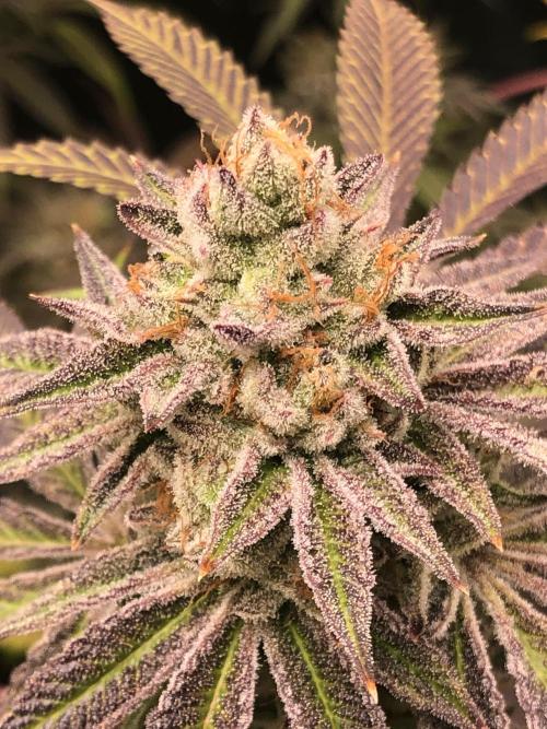 Blackberry Moonrocks. Week 17