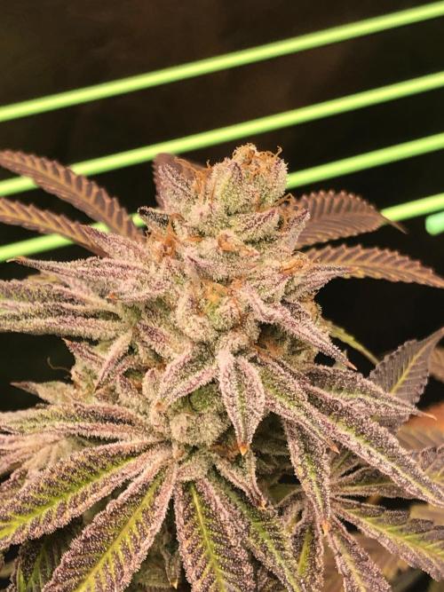 Blackberry Moonrocks. Week 17