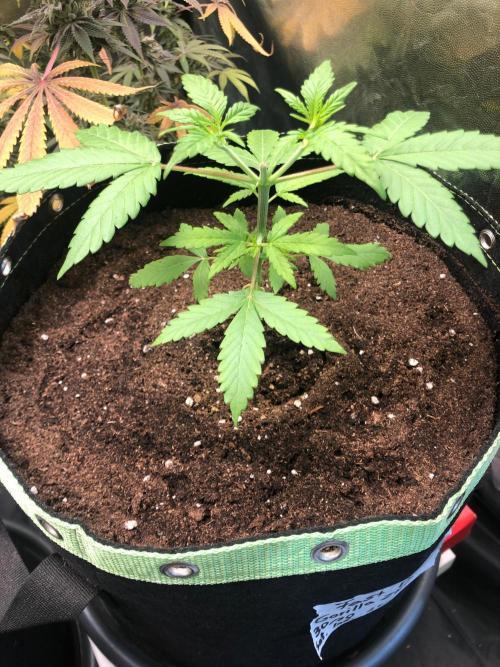 Gorilla Zkittles. Week 4