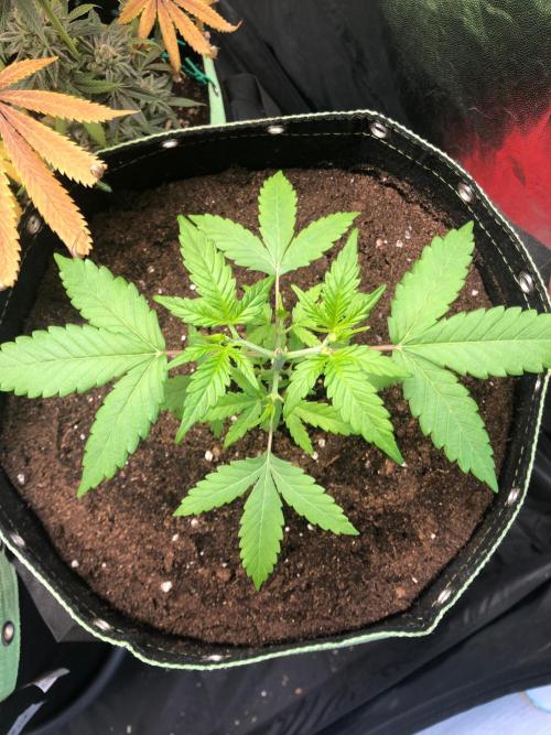 Gorilla Zkittles. Week 4