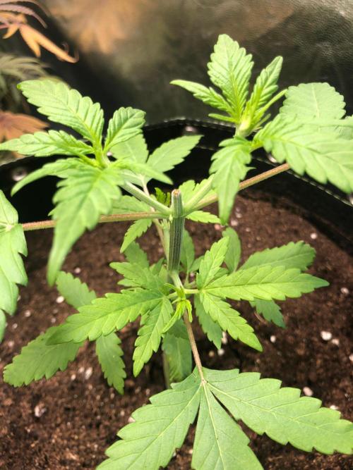 Gorilla Zkittles. Week 4