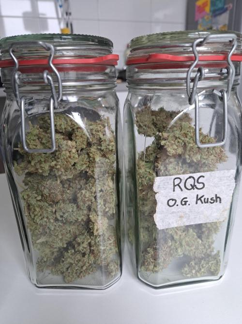 Og Kush. Week 18