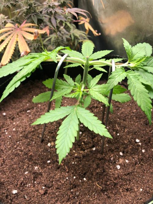 Gorilla Zkittles. Week 5