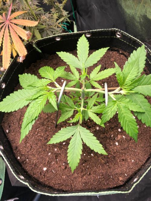 Gorilla Zkittles. Week 5