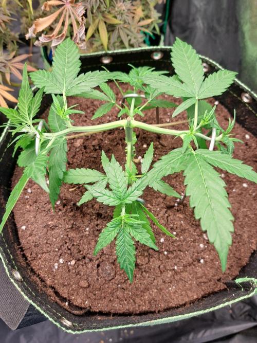 Gorilla Zkittles. Week 5