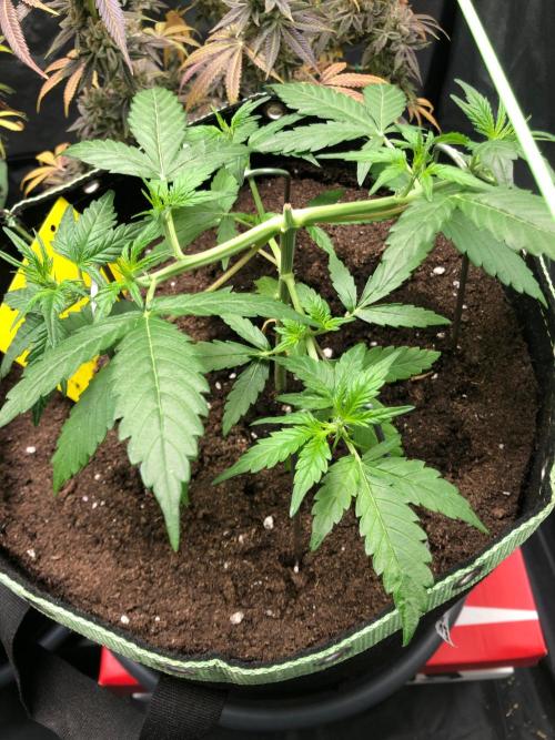 Gorilla Zkittles. Week 5