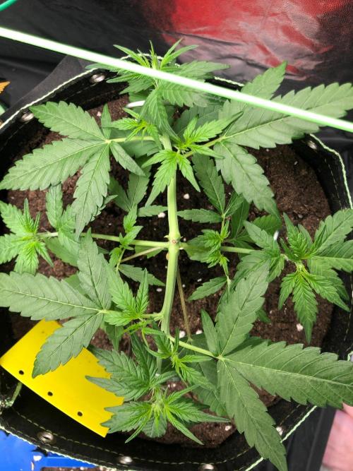 Gorilla Zkittles. Week 5