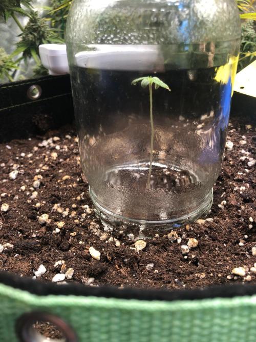Strawberry Pie. Week 2