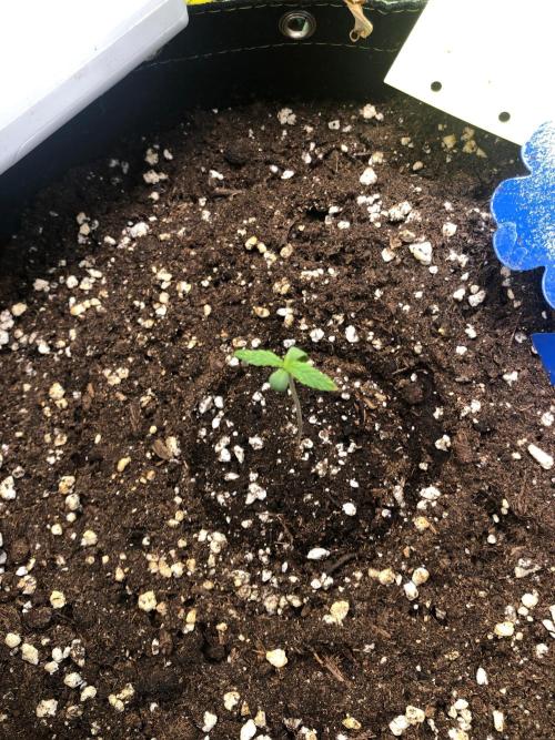 Strawberry Pie. Week 2