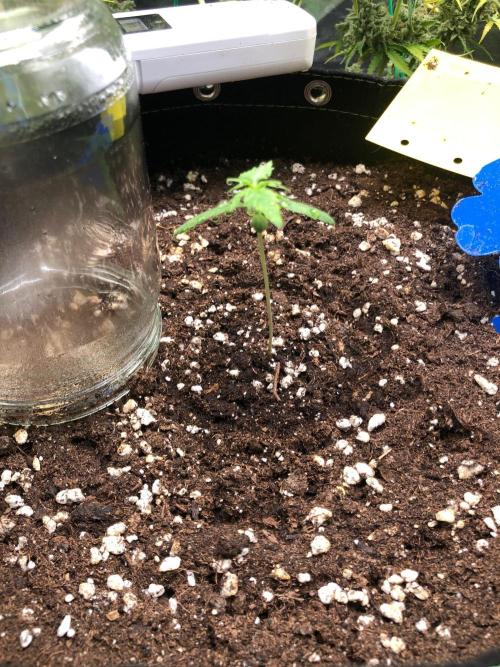Strawberry Pie. Week 2