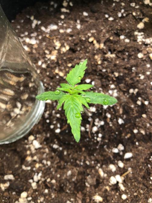 Strawberry Pie. Week 2