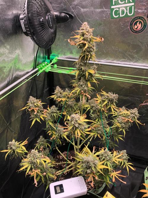 Milky way F1 auto - nebenher. Week 15