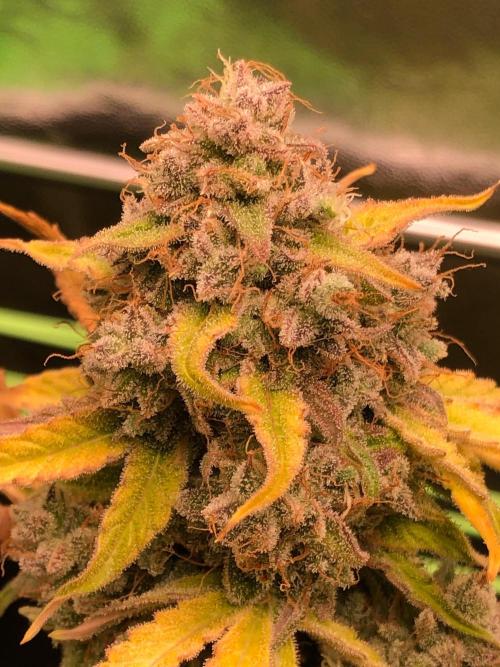 Milky way F1 auto - nebenher. Week 15