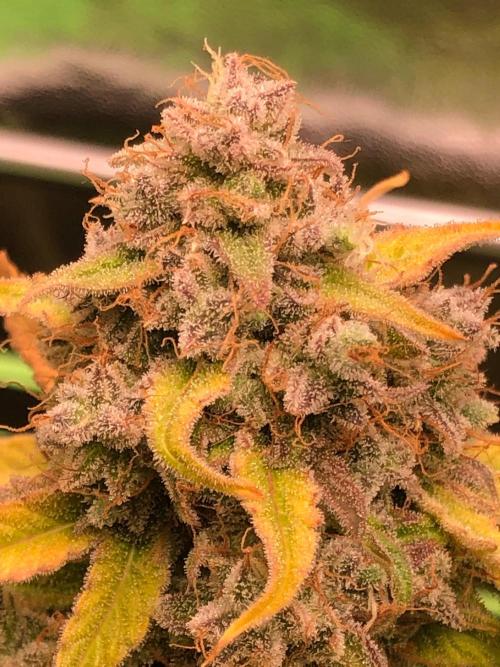 Milky way F1 auto - nebenher. Week 15
