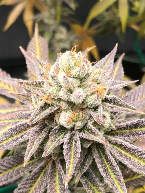 Blackberry Moonrocks. Week 18
