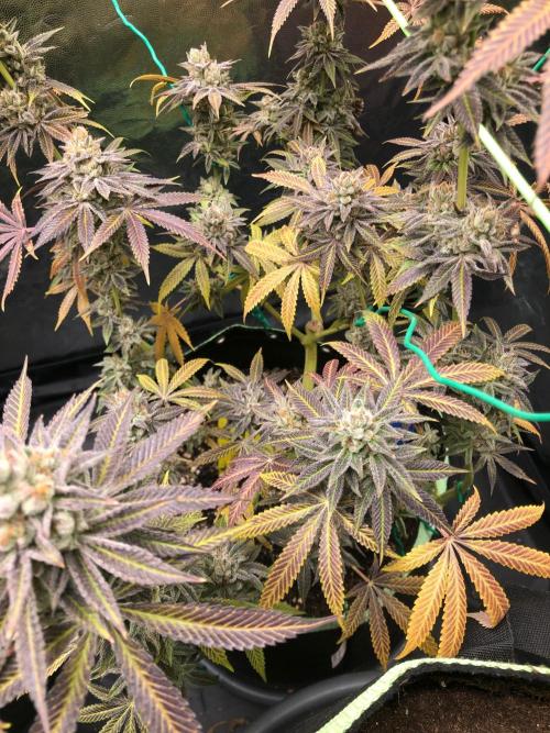 Blackberry Moonrocks. Week 18