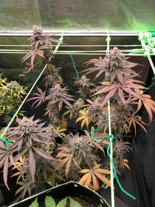 Blackberry Moonrocks. Week 18