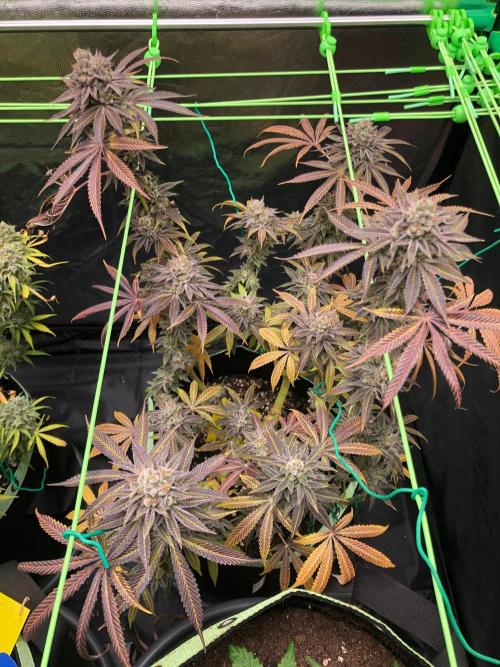 Blackberry Moonrocks. Week 18