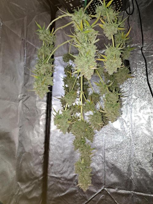 Milky way F1 auto - nebenher. Week 16