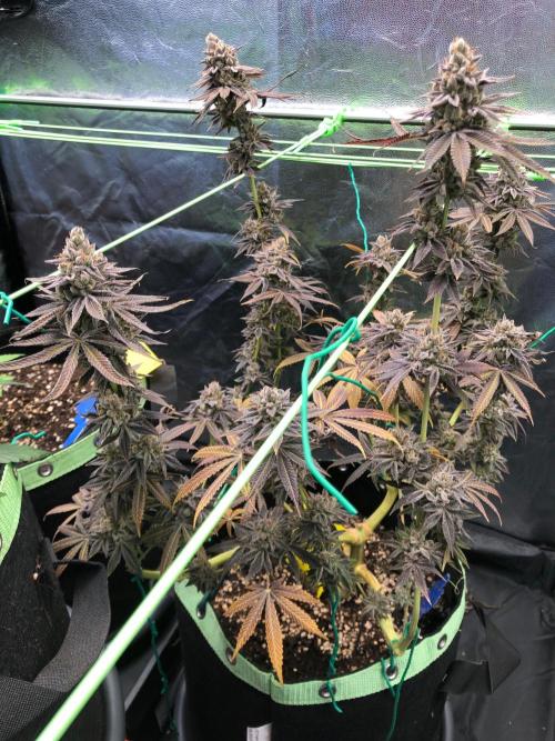 Blackberry Moonrocks. Week 19