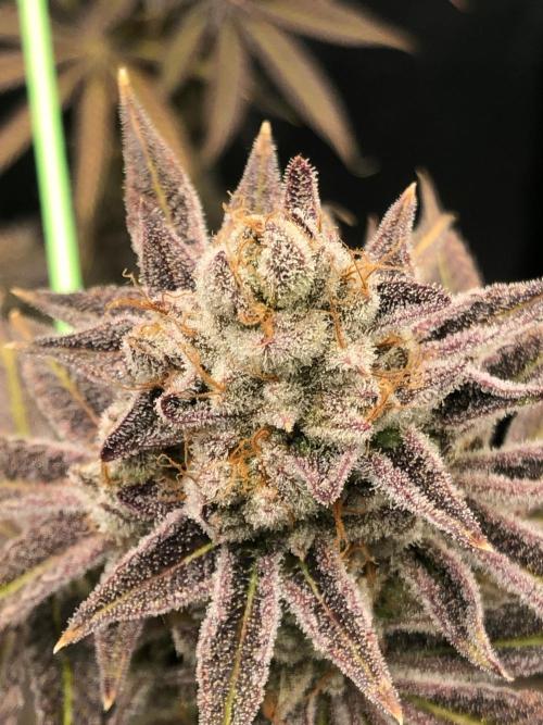 Blackberry Moonrocks. Week 19