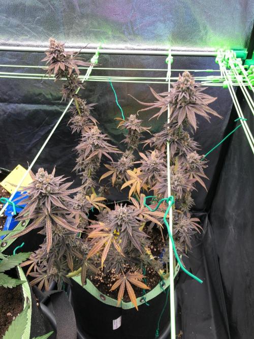 Blackberry Moonrocks. Week 19