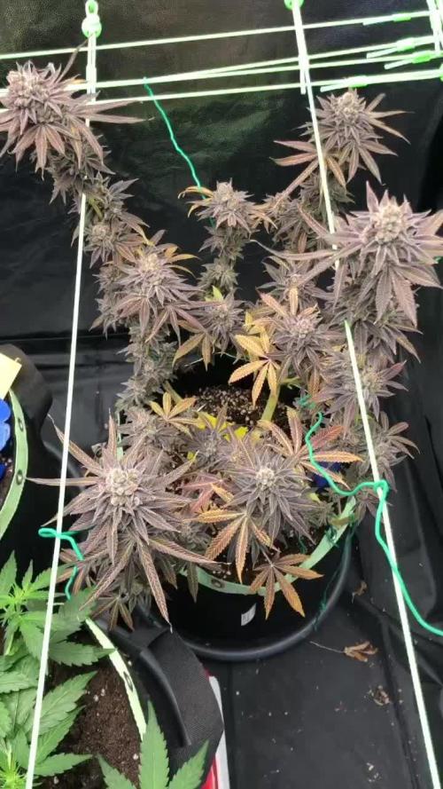 Blackberry Moonrocks