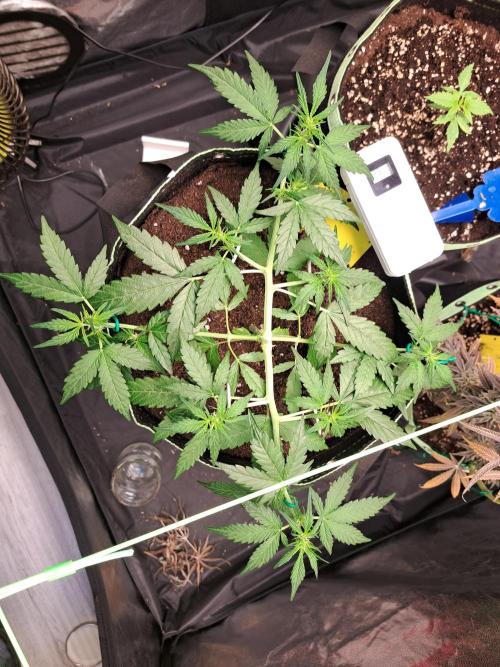 Gorilla Zkittles. Week 6