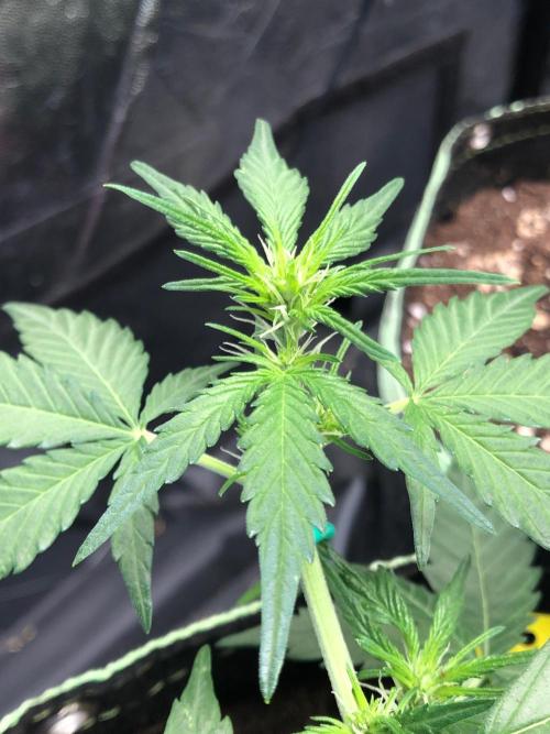 Gorilla Zkittles. Week 6