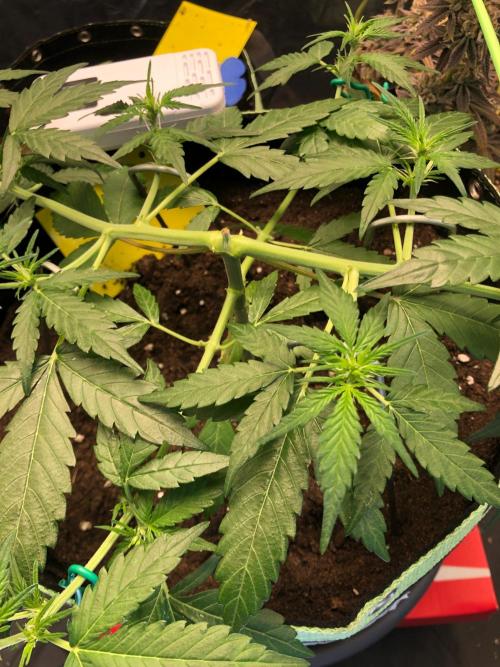Gorilla Zkittles. Week 6