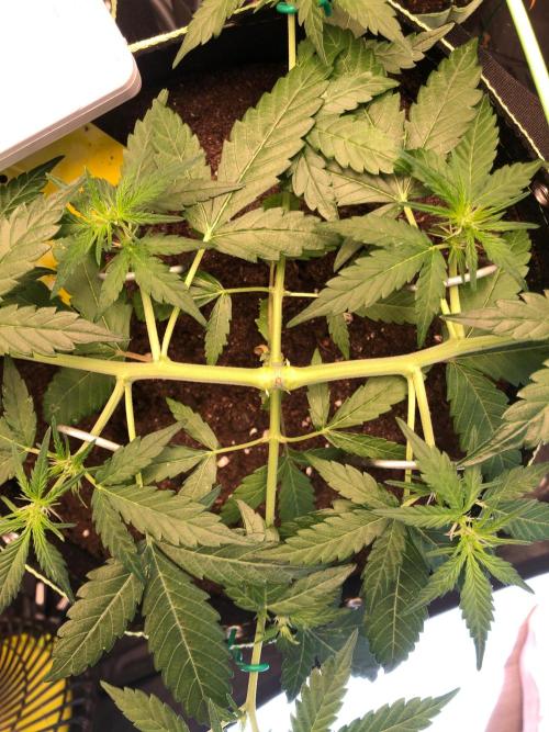 Gorilla Zkittles. Week 6