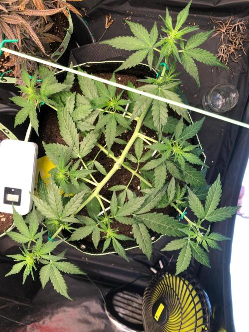 Gorilla Zkittles. Week 6