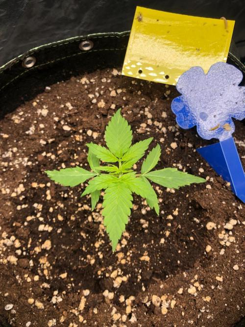 Strawberry Pie. Week 3