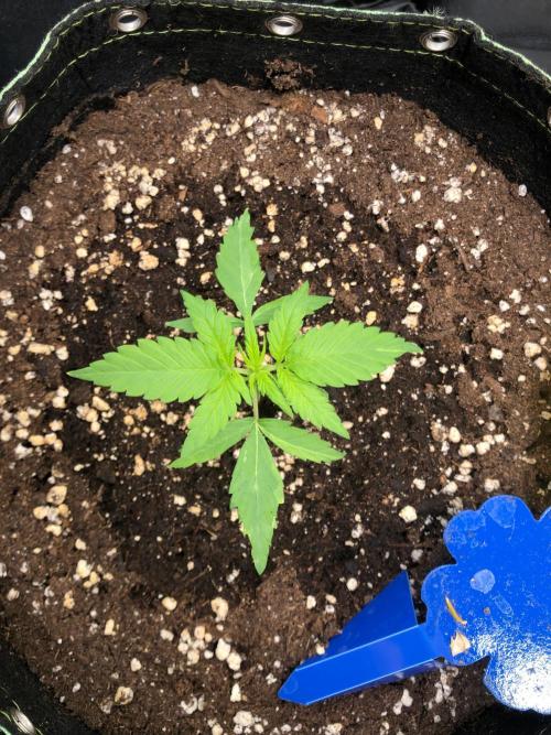 Strawberry Pie. Week 3
