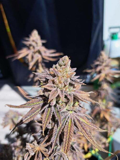 Blackberry Moonrocks. Week 20