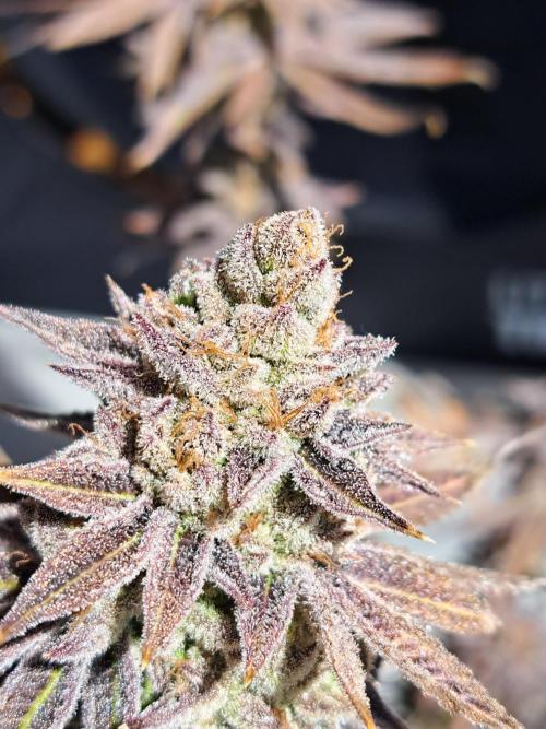 Blackberry Moonrocks. Week 20