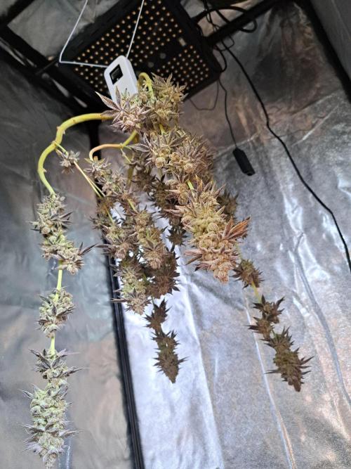 Blackberry Moonrocks. Week 20